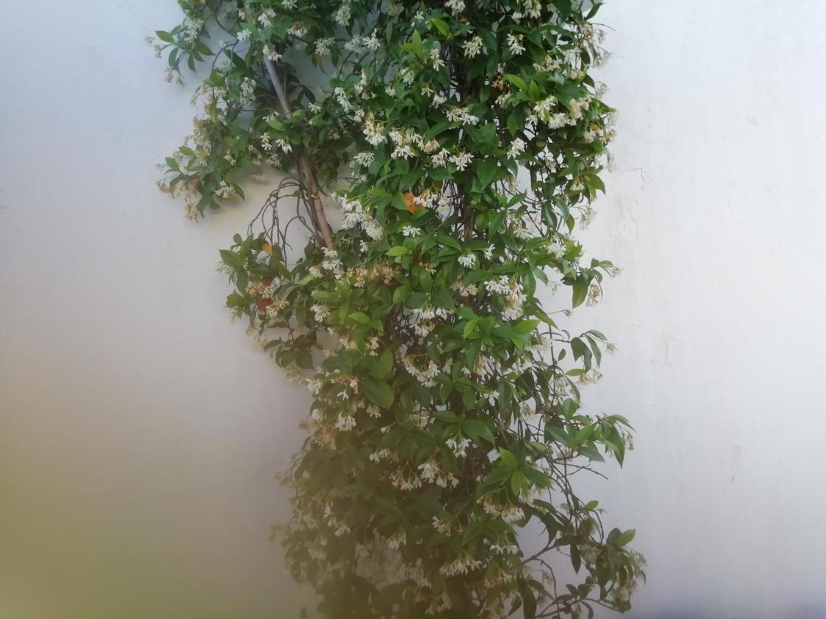 Appartamento Casa Do Jardim Beja Esterno foto